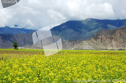 Image of Landscape of rapeseed fields