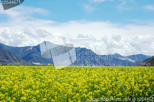 Image of Landscape of rapeseed fields