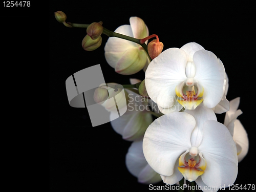 Image of White orchid on black background