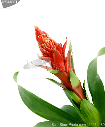 Image of Bromelia Jungle Star Plant