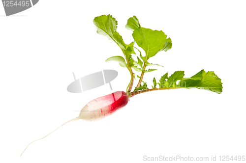 Image of Radish