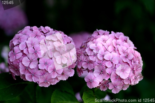 Image of Hydrangea