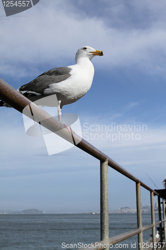 Image of A seagull