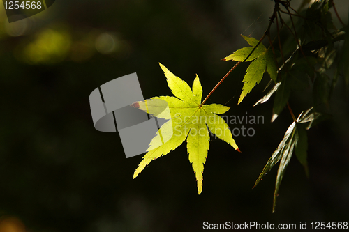 Image of Green leaf