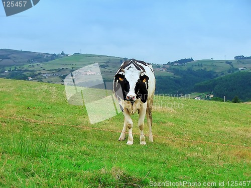 Image of cow