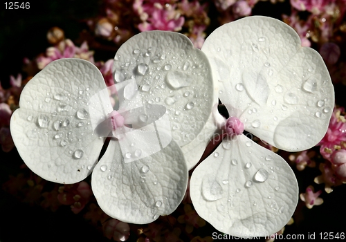 Image of Hydrangea