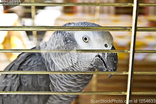 Image of Parrot 