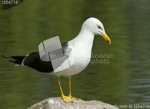 Image of Lesser Black-backed Gull