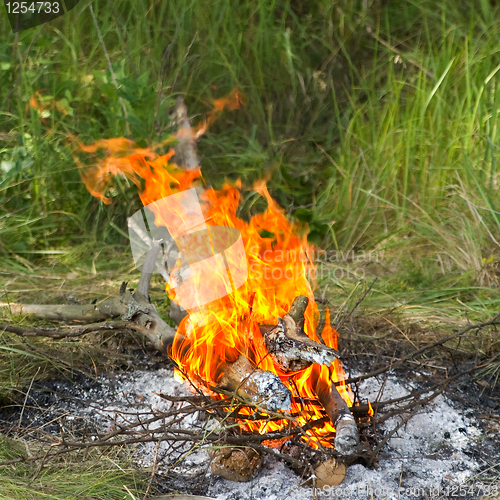 Image of Bonfire in forest