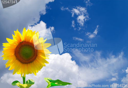 Image of Sunflower