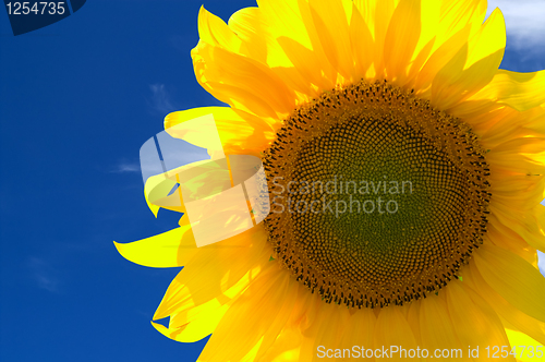 Image of Yellow sunflower 