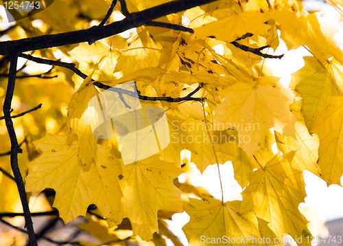 Image of Yellow foliage