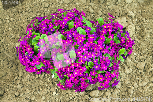 Image of Violets