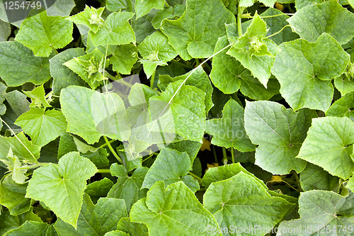 Image of Cucumber leaves