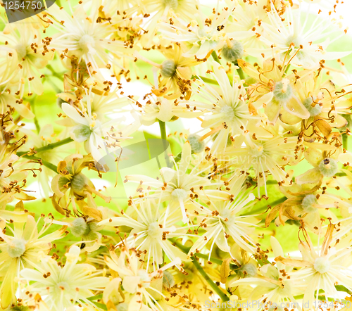 Image of Linden flowers