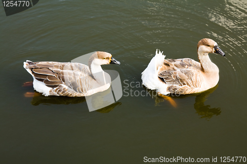 Image of Ducks