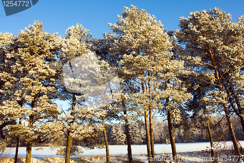 Image of Trees in the winter