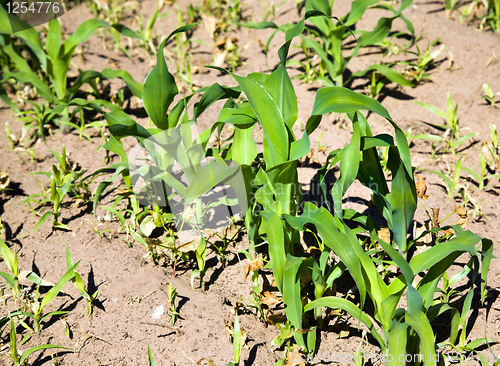 Image of Agricultural field