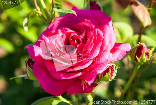 Image of Red rose