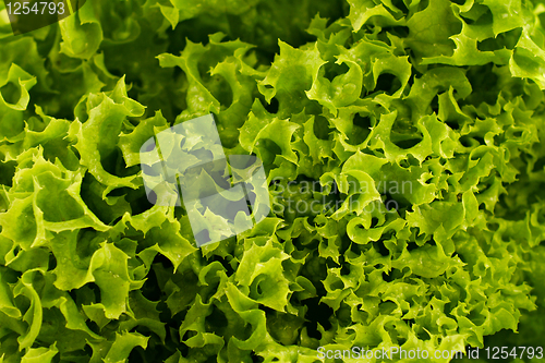 Image of Green lettuce background