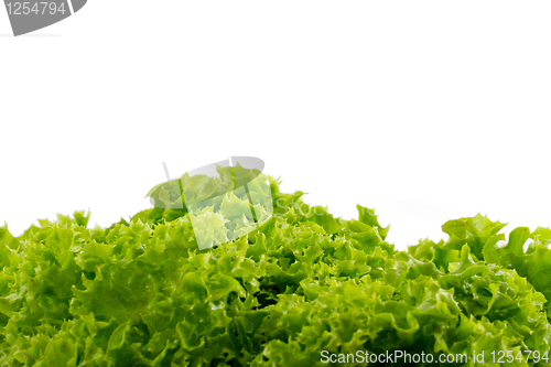 Image of Green lettuce