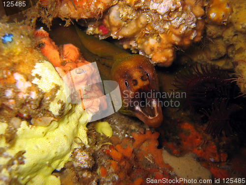 Image of Moray eel