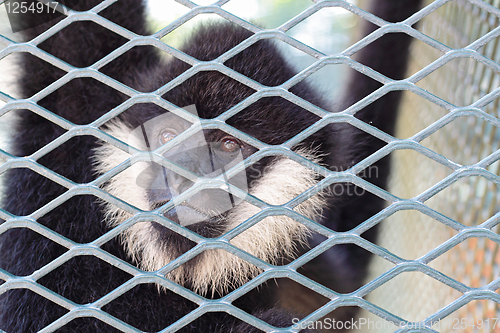 Image of Close-up of a Hooded Capuchin Monkey contemplating life behind b