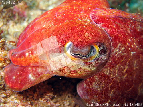 Image of Cuttlefish closeup