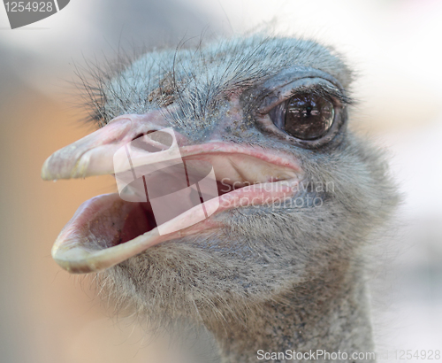 Image of ostrich portrait in the farm, close up, background