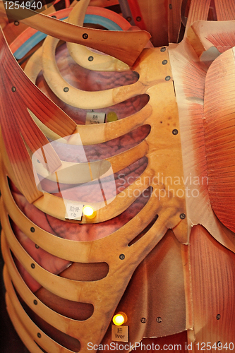 Image of Model of human body showing internal organs 