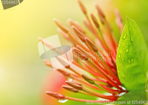 Image of red flower stamen close up 