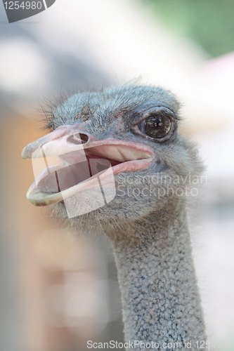 Image of ostrich portrait in the farm, close up, background