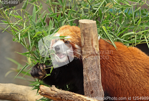 Image of Red Panda