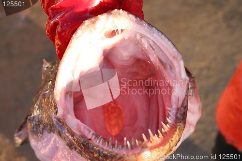 Image of Monkfish