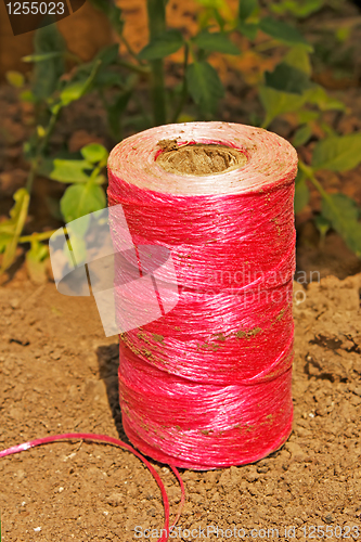 Image of Pink coil on the soil