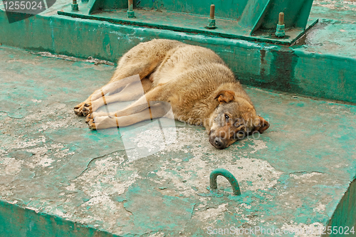 Image of Rambling dog is lying 