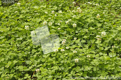 Image of White clover flowers