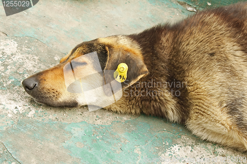 Image of Head of castrated rambling dog