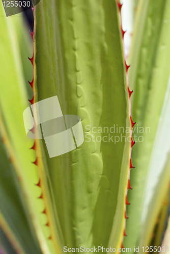 Image of Aloe