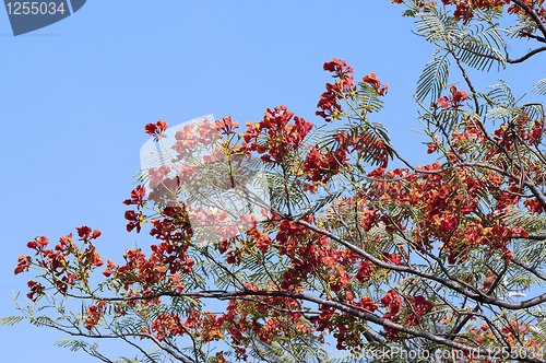 Image of Spring Flowers
