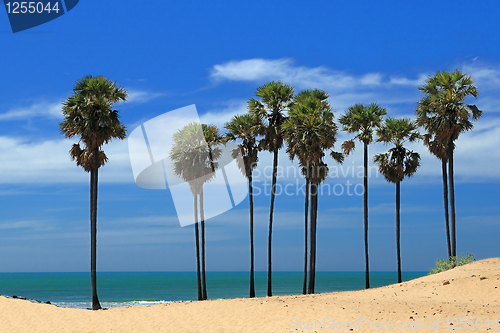 Image of Palm Trees
