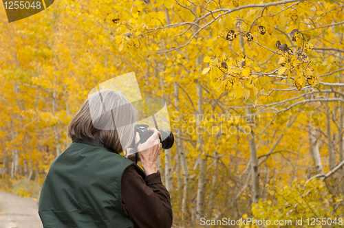 Image of Autumn Foliage