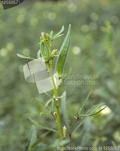 Image of okra