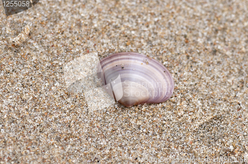 Image of shell