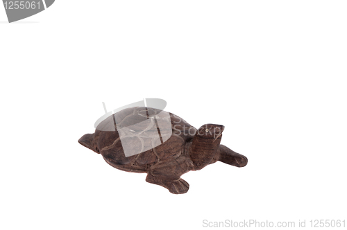 Image of Tortoise