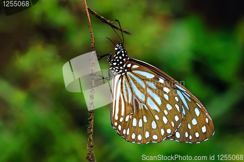 Image of Blue Tiger