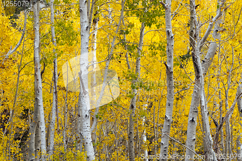Image of Autumn Foliage