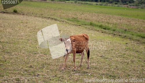 Image of calf