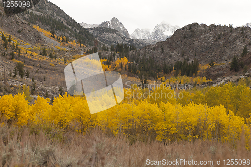 Image of Autumn Foliage