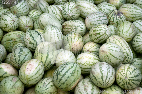 Image of Watermelon